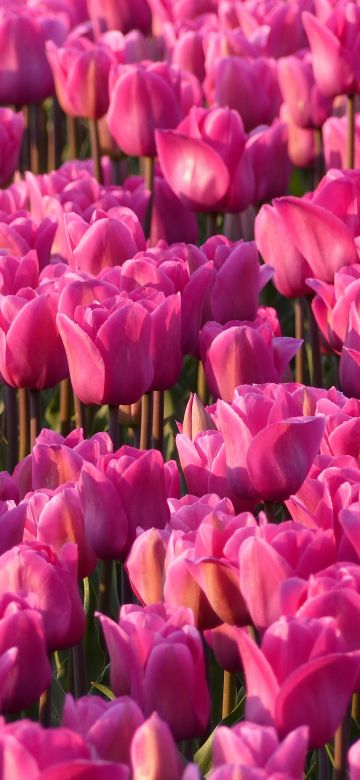 Pink Tulips, Tulip flowers, Tulip garden, Spring