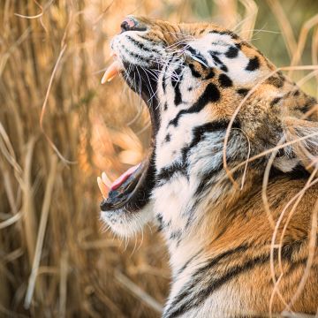 Siberian tiger, Roaring, Zoo, 5K, 8K