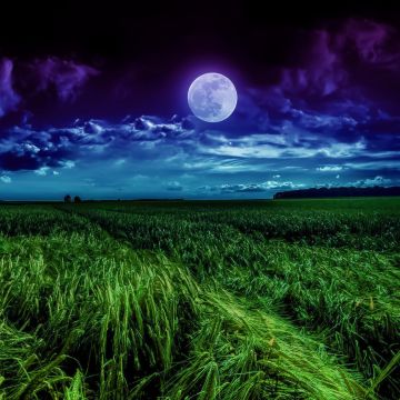 Moon, Landscape, Night, Field, Cloudy