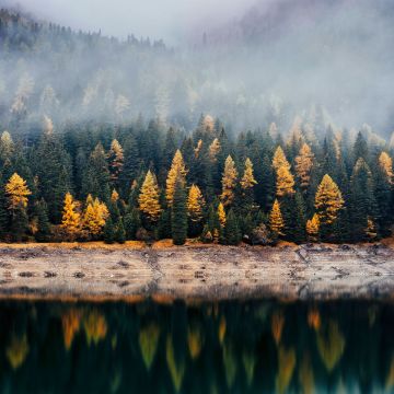 Forest, Reflection, Woods, Autumn, Lake, Foggy, Mist, Fall, 5K