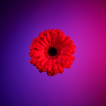 Red Gerbera Daisy, Gerbera flower, Red flower, Red Daisy, Gradient background, 5K, Girly backgrounds