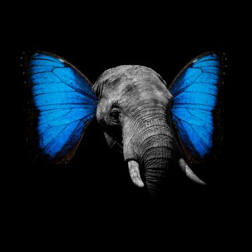 Elephant, Butterfly, Black background