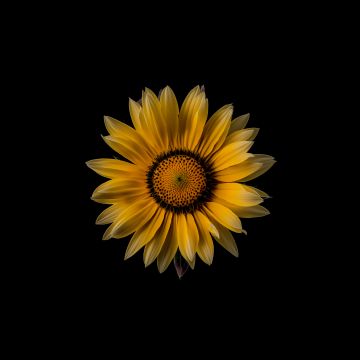 Sunflower, Yellow flower, Black background, 8K, 5K