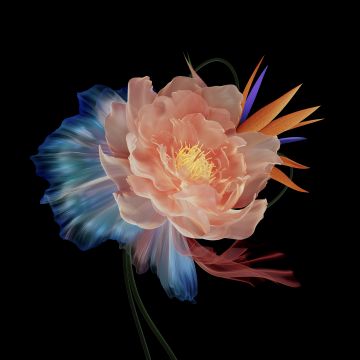 Abstract flower, Multicolor, Black background, AMOLED, 5K