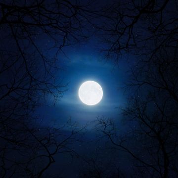 Cold, Moon, Night, Trees, Blue Sky, Full moon