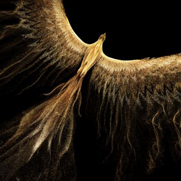 Golden Phoenix, Fire bird, Honor, Stock, Black background