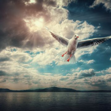 Seagull, Sunlight, Clouds, Flying bird, 5K