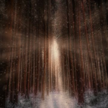 Winter forest, Sunlight, Snowfall, 5K