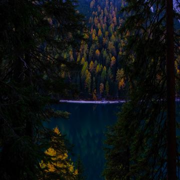 Lake, Forest, Wilderness, Pine trees, Cold, Evening