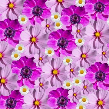 Floral Background, Magenta, Purple, Spring flowers