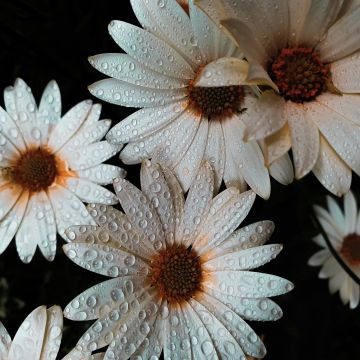 Daisy flowers, White flowers, Dew Drops, Water drops