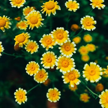 Daisy flowers, Yellow flowers, Blossom, Bloom, Pollen, 5K, 8K