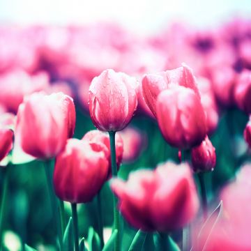 Red Tulips, Bloom, Spring, Blossom, Tulip flowers, 5K