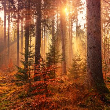 Fall, Sunlight, Forest, Autumn
