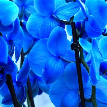 Blue orchids, Orchid flowers, Blue flowers, 5K
