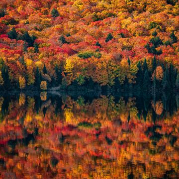 Algonquin Provincial Park, Ontario, Canada, Autumn, Maple trees, Lake, Foliage, 5K