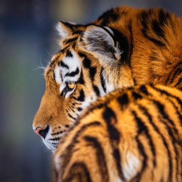 Siberian tiger, 5K, Amur tiger