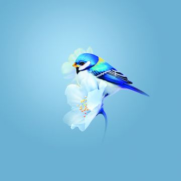 Cute bird, Blue flower, Blue background, Huawei Mate X3, Stock