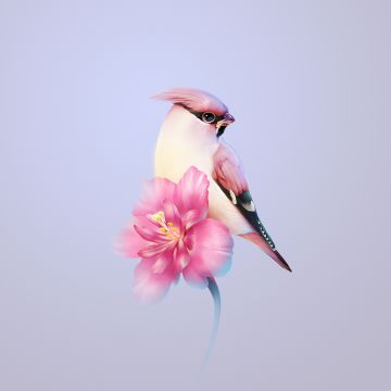 Bohemian waxwing, Pink flower, Huawei Mate X3, Stock, Aesthetic