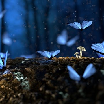 Butterflies, Mushroom plants, Macro, Forest, Bokeh