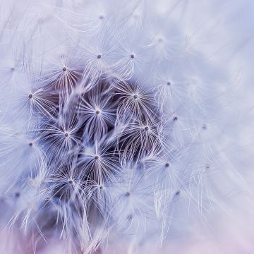Dandelion flower, White aesthetic, Macro, 5K