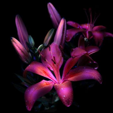 Purple lily, Dark aesthetic, Bloom, Glowing, 8K, Lily flowers, 5K