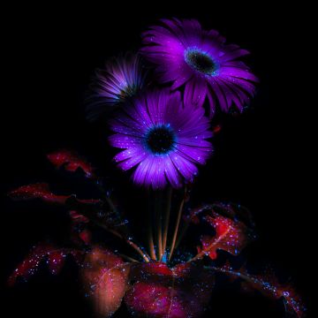 Purple Flowers, Glowing, AMOLED, 8K, Black background, Bloom, 5K, Darkness, Dark aesthetic, Ethereal