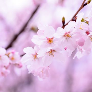 Cherry blossom, 5K, Cherry flowers, Spring, Pink flowers, Pink background