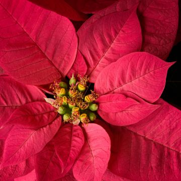 Red leaves, Plant, Macro, 5K