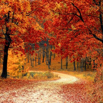 Autumn, Red leaves, Forest, Pathway, Scenery, Fall, Trees, Aesthetic