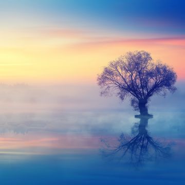 Lone tree, Scenery, Sunset, Reflection, Fog, Dusk, Aesthetic