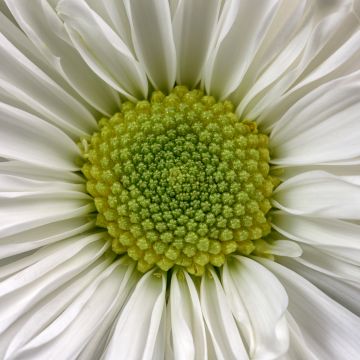 Daisy flower, Macro, White daisy, 5K