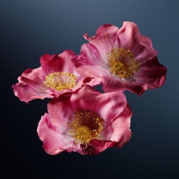 Poppy flowers, Pink flowers, Dark background, Poppies