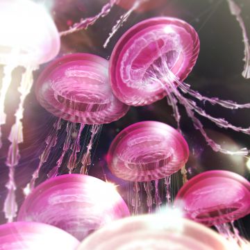 Jellyfishes, Pink aesthetic, Surreal, 5K