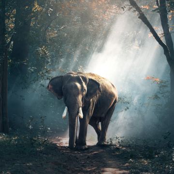 Elephant, Forest, Daylight, Woods