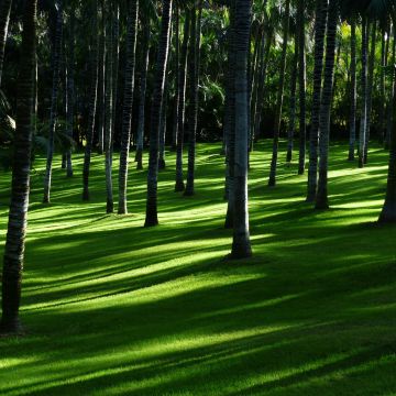 Green Grass, Trees, Woods, Daylight, Forest, Landscape