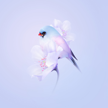 Cute bird, Cherry blossom, Blue aesthetic, Pastel background, Gradient, HarmonyOS, Stock