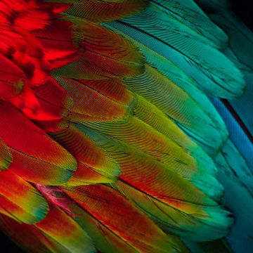 Parrot feathers, Colorful, 5K, Texture, Pattern