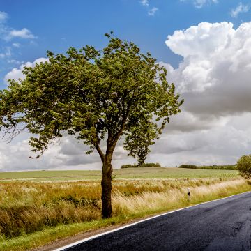 Countryside, Lone tree, Tarmac, Road, Landscape