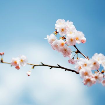 Sakura, Cherry blossom, Spring flowers, Bloom, Hanami, Bokeh Background, Macro