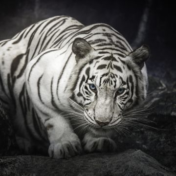White Bengal Tiger, Monochrome, Rocks, Staring, White tiger, Black and White