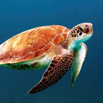 Sea Turtle, Underwater, Sea Life