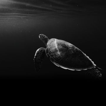 Sea Turtle, Under the Sea, Monochrome, Black and White