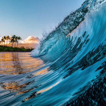 Ocean Waves, Palm trees, Tropical beach, Hawaii