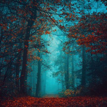 Foggy night, Autumn Forest, Beauty, Mystical, Red leaves, Tranquility, Peace, Serene, Foggy forest, 5K