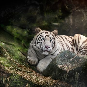 White Bengal Tiger, Zoo, White tiger, Wild