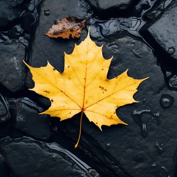Maple leaf, Black rocks, Water Stream, 5K