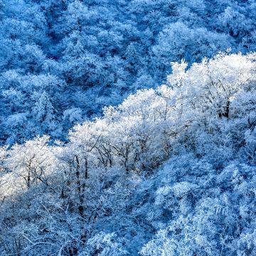 Winter forest, Snow covered, Sunny day, 5K, Outdoor, Blue aesthetic