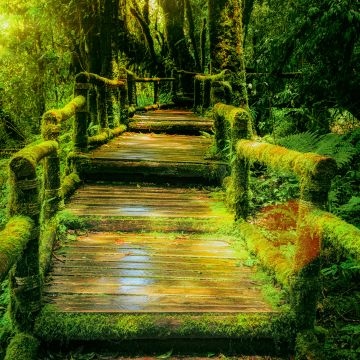 Wooden bridge, Rainforest, Green, Wild, Sunlight, 5K