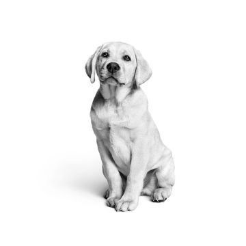 Labrador puppy, Monochrome, White aesthetic, Cute dog, Black and White